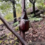 “กว่างชน”-เพศผู้ส่วนหัวมีเขายื่นยาวโค้งไปทางด้านหลัง-ส่วนปลา