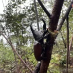 “น้ำตกตำหนัง”-อุทยานแห่งชาติศรีพังงา-จังหวัดพังงา-เป็นน้ำตกขนาดให