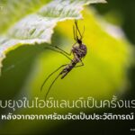 ไอซ์แลนด์-หนึ่งในพื้นที่ไม่กี่แห่งบนโลกที่ปราศจากยุง-ขณะนี้ก