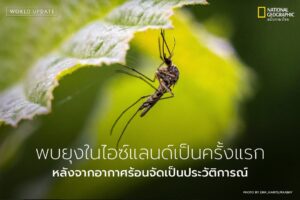 ไอซ์แลนด์-หนึ่งในพื้นที่ไม่กี่แห่งบนโลกที่ปราศจากยุง-ขณะนี้ก