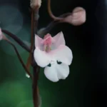 “ยานกเว้”-กล้วยไม้งาม-จากผืนป่าอุทยานแห่งชาติทะเลบัน-จ.สตูล