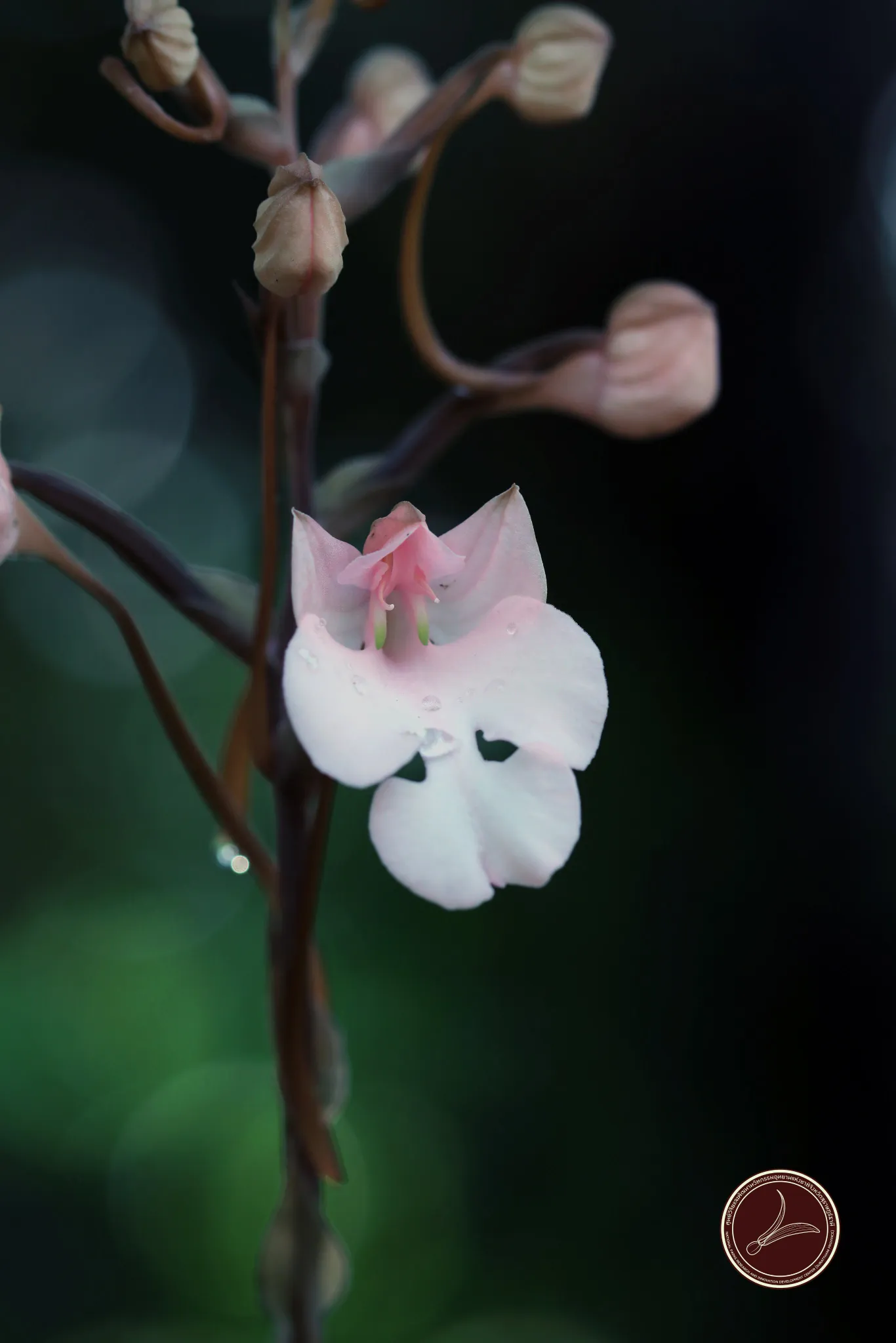 “ยานกเว้”-กล้วยไม้งาม-จากผืนป่าอุทยานแห่งชาติทะเลบัน-จ.สตูล