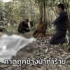 ชาวบ้านหายตัวไป-3-วัน-ก่อนมาพบว่าเสียชีวิต-คาดว่า-ออกมาหาของ-|-2025-10-29-18:00:00