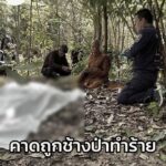 ชาวบ้านหายตัวไป-3-วัน-ก่อนมาพบว่าเสียชีวิต-คาดว่า-ออกมาหาของ-|-2025-10-29-18:00:00