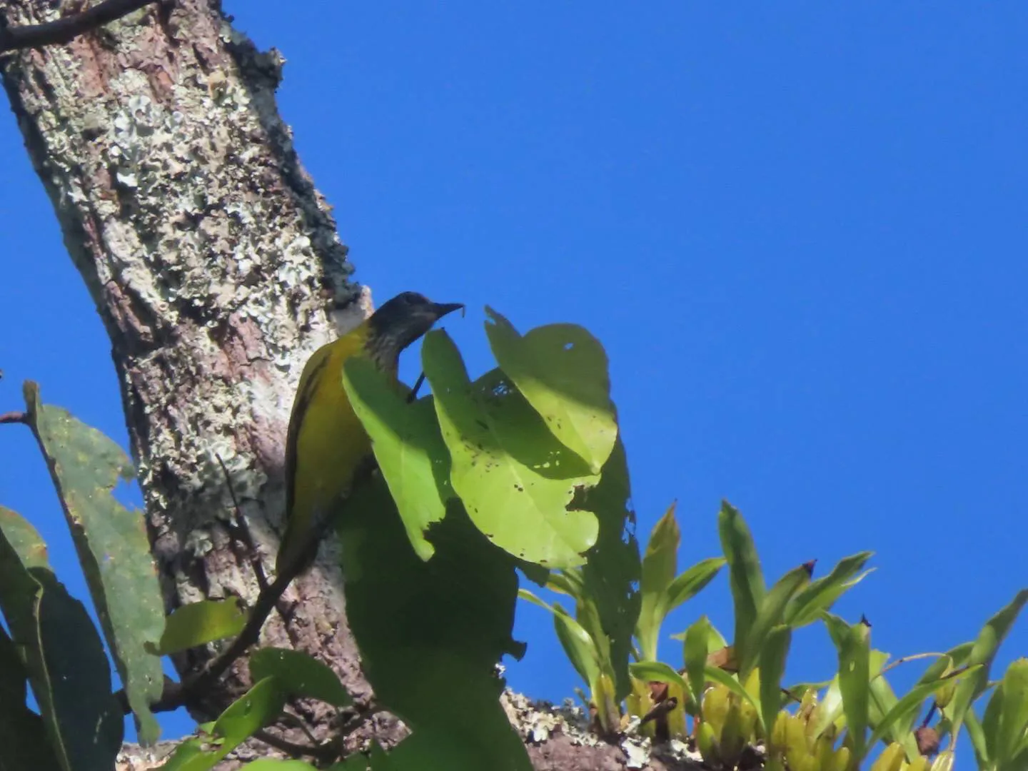 เจ้าหน้าที่พิทักษ์ป่า-เขตรักษาพันธุ์สัตว์ป่าลุ่มน้ำปาย-ชุด