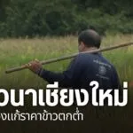 ความหวังของชาวนาคือ-การขายข้าวให้ได้ราคาที่สมน้ำสมเนื้อเพื่อ