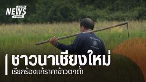 ความหวังของชาวนาคือ-การขายข้าวให้ได้ราคาที่สมน้ำสมเนื้อเพื่อ