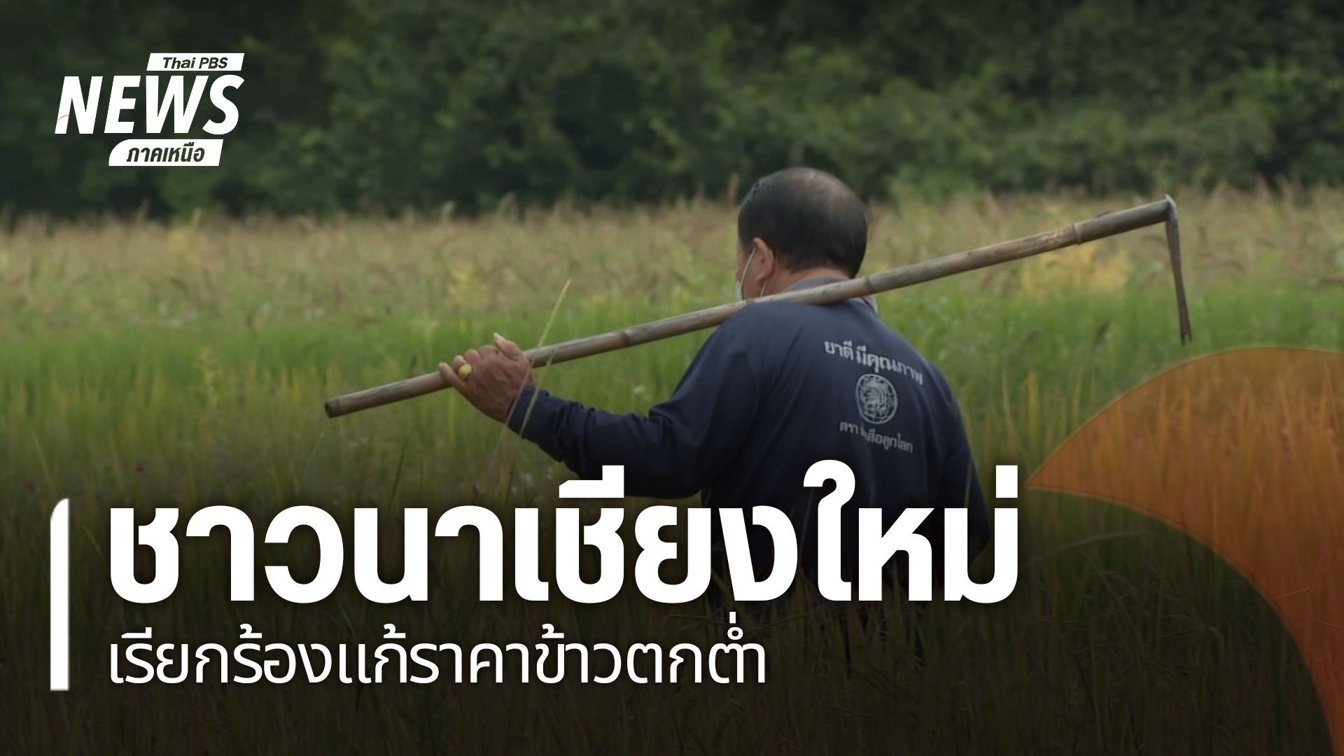 ความหวังของชาวนาคือ-การขายข้าวให้ได้ราคาที่สมน้ำสมเนื้อเพื่อ