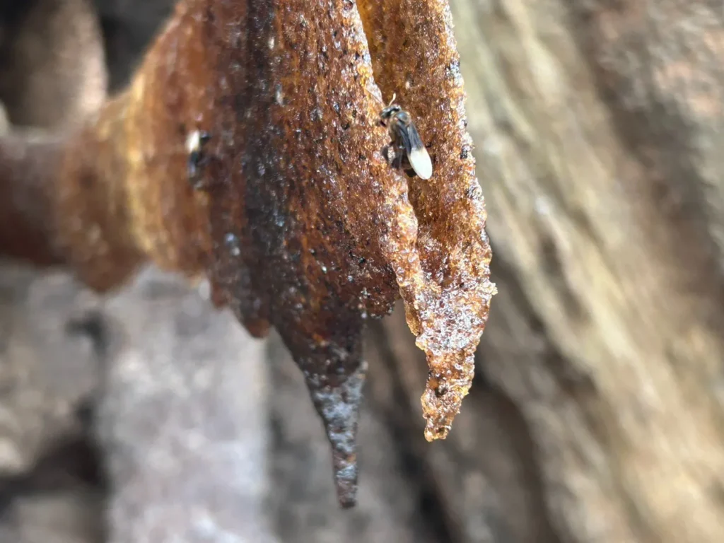 “ชันโรง”-แมลงนักผสมเกสร-มักพบอาศัยอยู่ตามซอกโพรงต้นไม้หรือรอ