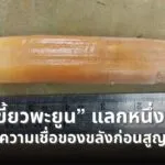 ใครลอบ-(ล่า)-ค้า-เขี้ยวพะยูน-อย่าให้เหลือแค่ชื่อ-203-ชีวิต