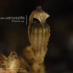 พืชพิศวง-เป็นพืชดอกขนาดเล็กที่อาศัยการกินเชื้อราในดินในการดำ