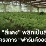 เปลี่ยนพื้นที่สีแดงเป็นสีเขียว-ด้วยโครงการ-“ฟาร์มตัวอย่าง”-น
