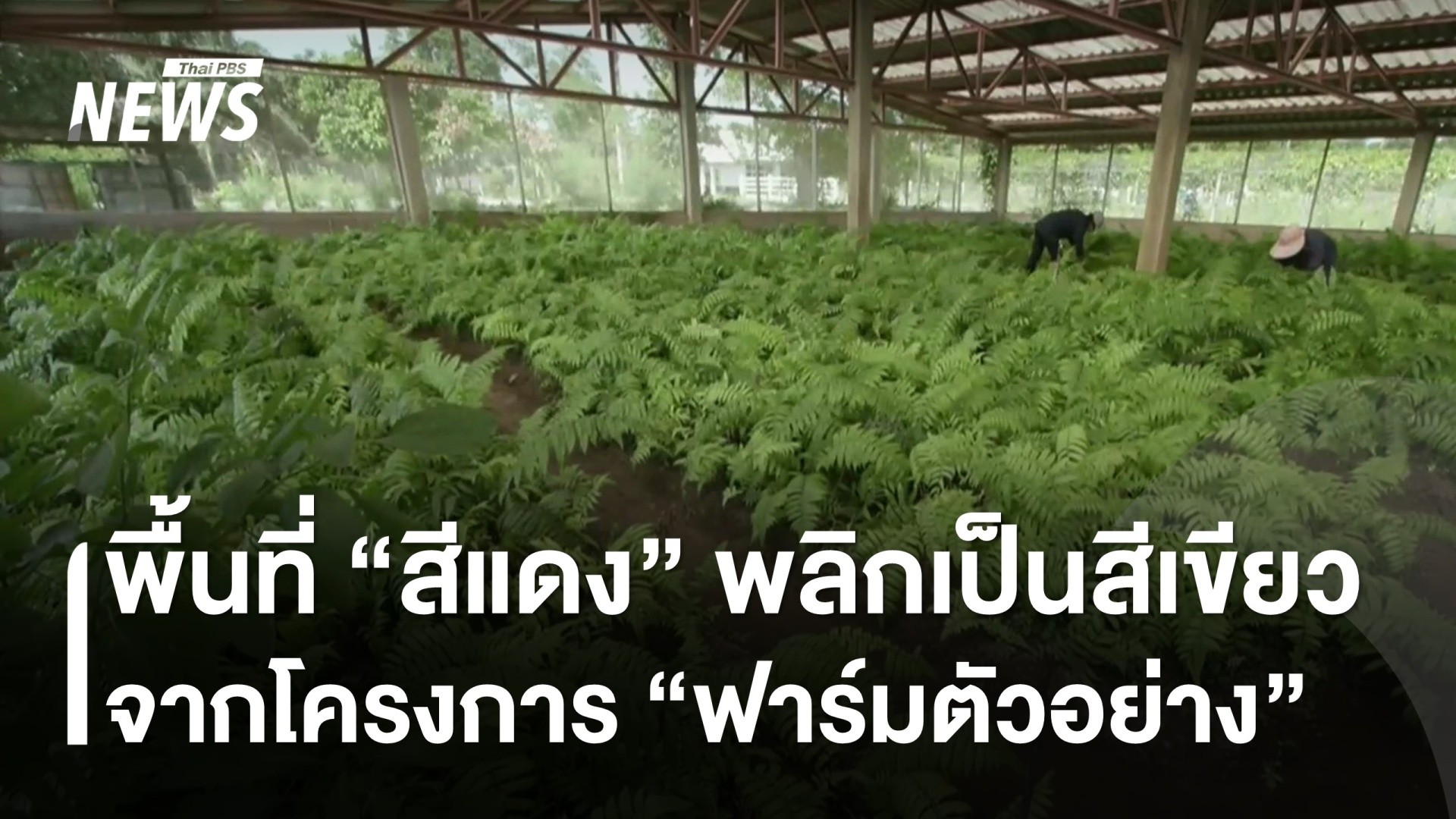 เปลี่ยนพื้นที่สีแดงเป็นสีเขียว-ด้วยโครงการ-“ฟาร์มตัวอย่าง”-น