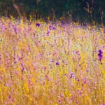 ทุ่งดอกไม้ป่าตระการตา-“ลานดุสิตา”-อุทยานแห่งชาติภูพาน-จ.สกลน