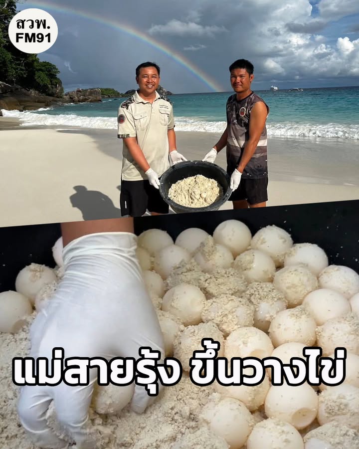 แม่สายรุ้ง-เต่าตนุ-แห่งสิมิลัน-ขึ้นวางไข่-รังที่สองของฤดูก-|-2025-10-31-20:21:00