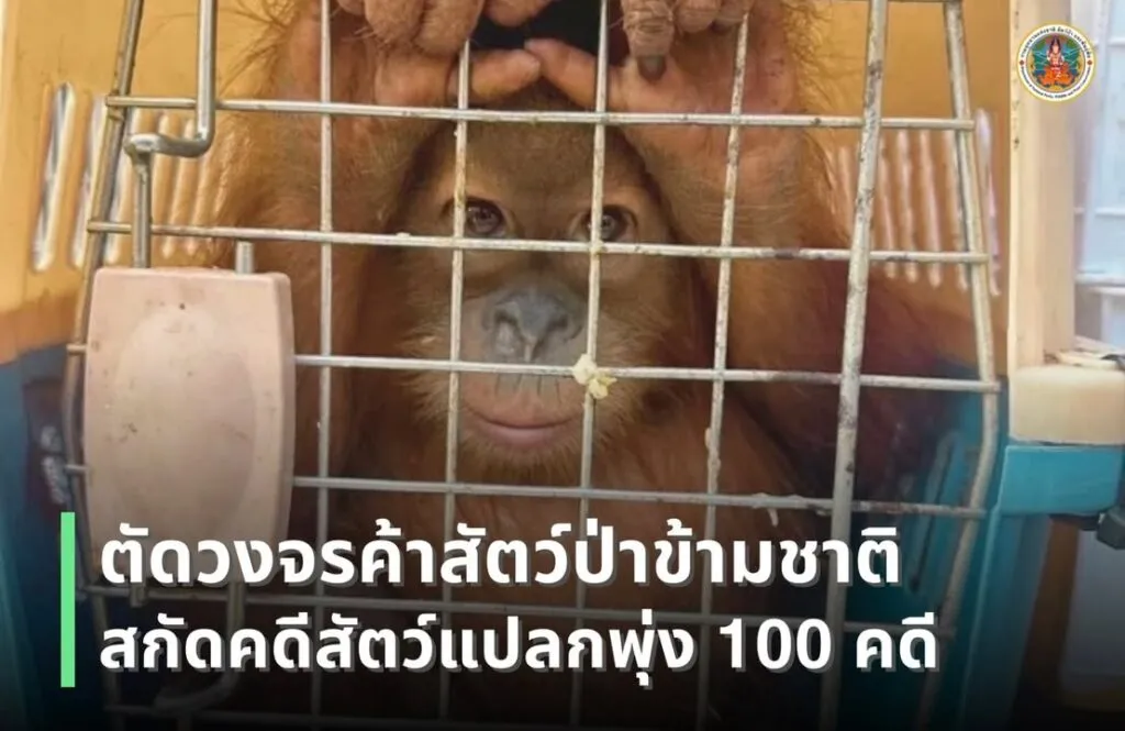 ตัดวงจร-ค้าสัตว์ป่าข้ามชาติ-สกัดกั้นคดีสัตว์แปลกพุ่งเฉียด-1