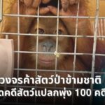 ตัดวงจร-ค้าสัตว์ป่าข้ามชาติ-สกัดกั้นคดีสัตว์แปลกพุ่งเฉียด-1