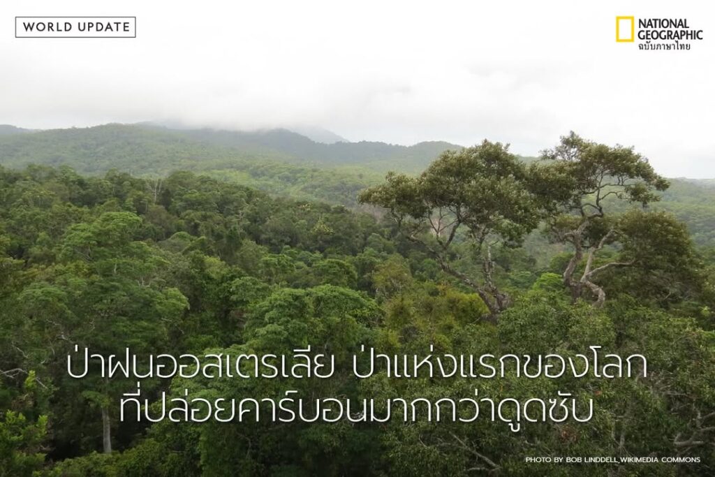 ป่าฝนเขตร้อนมักถูกมองว่าเป็น-แหล่งดูดซับคาร์บอน-สำคัญของโล