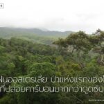 ป่าฝนเขตร้อนมักถูกมองว่าเป็น-แหล่งดูดซับคาร์บอน-สำคัญของโล