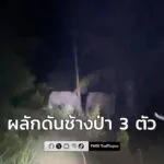 อุทยานแห่งชาติสันกาลาคีรี-เฝ้าระวังและผลักดันช้างป่า-3-ตัว-บ-|-2025-11-01-20:14:00