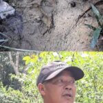 พบรอยเท้าสัตว์ขนาดใหญ่-คาดว่าเป็นรอยเท้าเสือ-อเบตง-จ.ยะลา-#