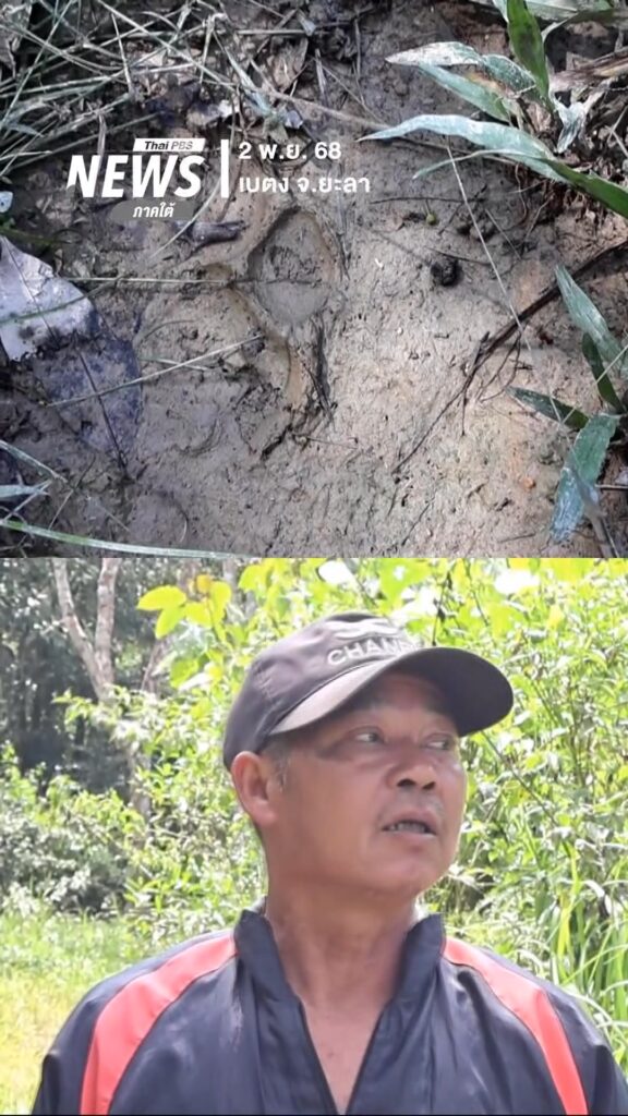 พบรอยเท้าสัตว์ขนาดใหญ่-คาดว่าเป็นรอยเท้าเสือ-อเบตง-จ.ยะลา-#