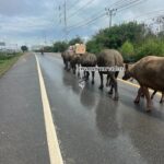 เป็นแถว-ควายเดินบนถนนเลียบมอเตอร์เวย์อย่างเป็นระเบียบเป็นแถ-|-2025-11-01-05:28:00