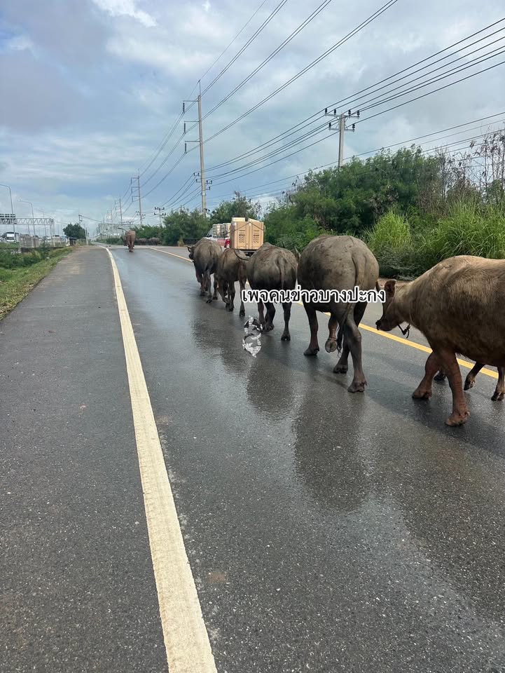 เป็นแถว-ควายเดินบนถนนเลียบมอเตอร์เวย์อย่างเป็นระเบียบเป็นแถ-|-2025-11-01-05:28:00