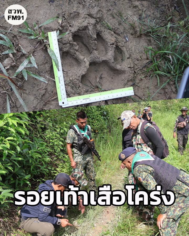 จนทอุทยานแห่งชาติบางลางที่-บล.3-ตรวจสอบรอยเท้าสัตว์-ที่ชาวบ-|-2025-11-02-22:34:00