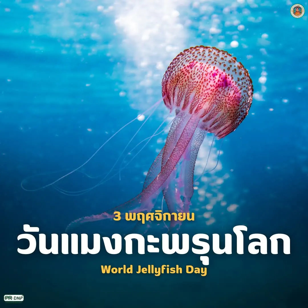 3-พฤศจิกายน-“วันแมงกะพรุนโลก”-(world-jellyfish-day)-ถูกกำหนด