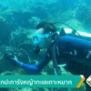 เร่งปลูกปะการังหญ้าทะเลเกาะหมาก-ข่าวใต้แลได้ที่เรา-