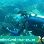 เร่งปลูกปะการังหญ้าทะเลเกาะหมาก-ข่าวใต้แลได้ที่เรา-