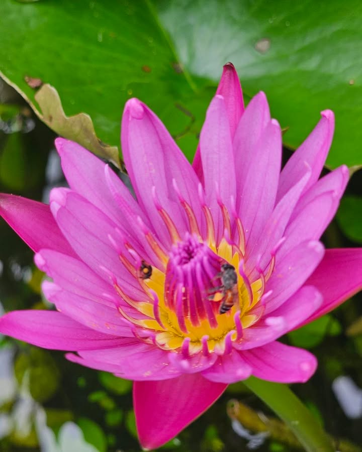 สวัสดีวันอังคาร-พุทธอุทาน-จิตของใครตั้งมั่น-ไม่กังวลไห-|-2025-11-04-01:09:00