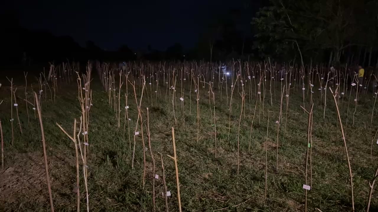 stay-สุดไวรัล-เเข่งขันประชันเสียงตั๊กเเตน-ชายเเดนภาคใต้-ณ