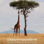 เมื่อพูดถึง-ยีราฟ-ภาพแรกที่เรานึกถึงมักเป็นคอยาวระหงที่ช่ว