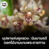บุปผาแห่งภูหลวง-:-นิมมานรดี-ดอกไม้งามนามพระราชทาน-รำลึกพระมห-|-2025-11-06-03:49:00