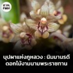 บุปผาแห่งภูหลวง-:-นิมมานรดี-ดอกไม้งามนามพระราชทาน-รำลึกพระมห-|-2025-11-06-03:49:00