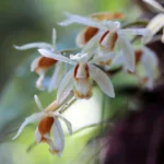 เอื้องหมาก-กล้วยไม้อิงอาศัยสวยงามจาก-อุทยานแห่งชาติศรีพังงา