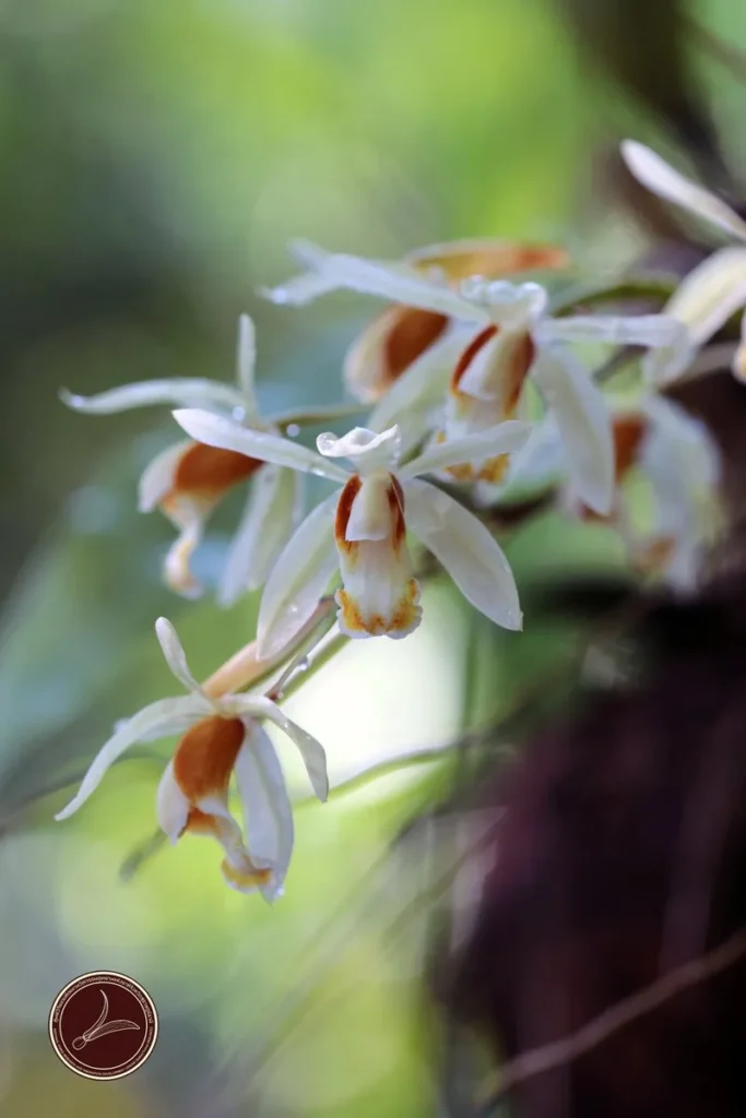 เอื้องหมาก-กล้วยไม้อิงอาศัยสวยงามจาก-อุทยานแห่งชาติศรีพังงา