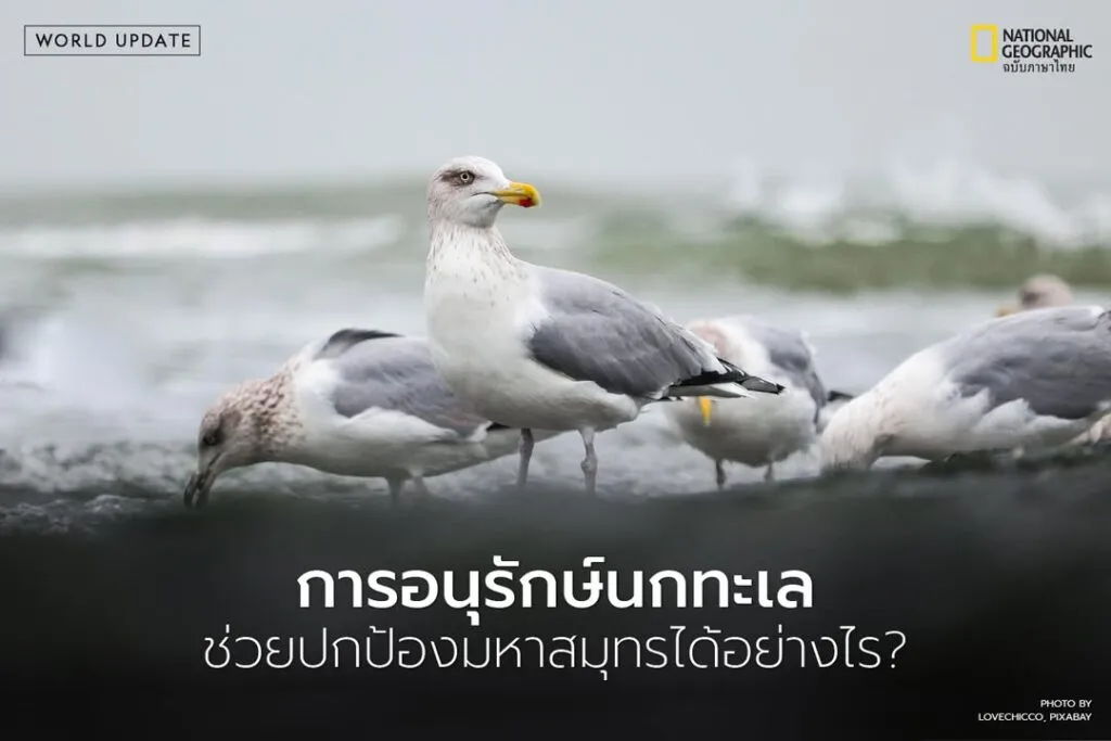 พวกมันเปรียบเสมือน-ปั๊มชีวภาพ-ของมหาสมุทร-ที่คอยหมุนเวียนส