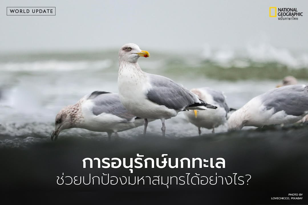 พวกมันเปรียบเสมือน-ปั๊มชีวภาพ-ของมหาสมุทร-ที่คอยหมุนเวียนส