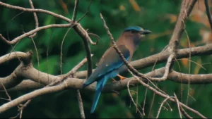 รู้จัก-นกตะขาบทุ่ง-หรือ-นกขาบ-(indochinese-roller)-นักล่าข