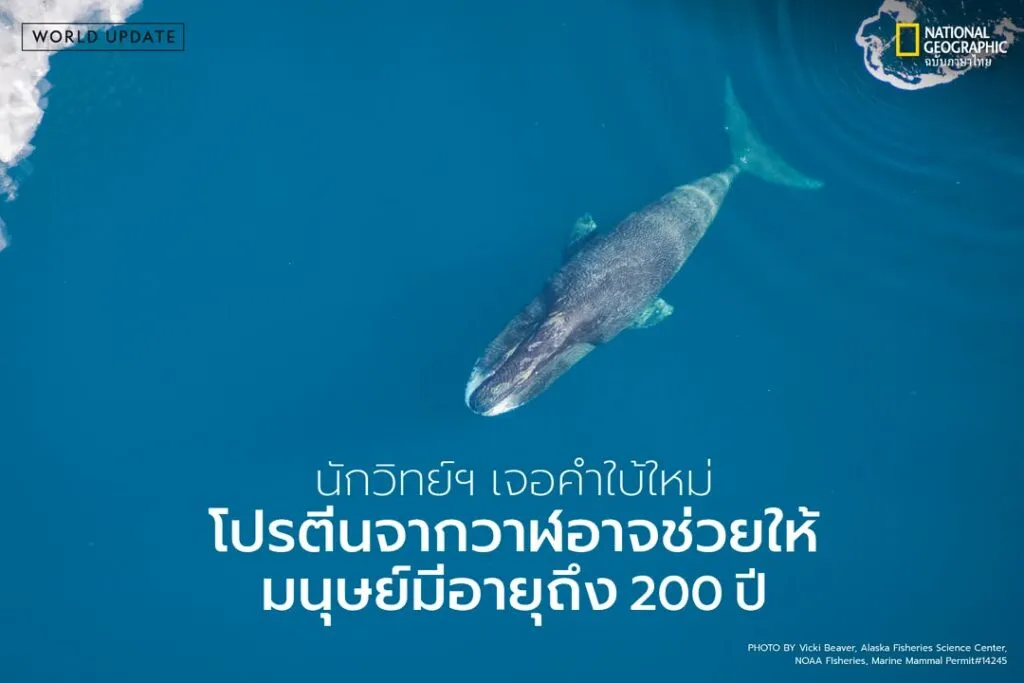 ท่ามกลางน่านน้ำเย็นยะเยือกของมหาสมุทรอาร์กติก-มีสิ่งมีชีวิตข