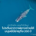 ท่ามกลางน่านน้ำเย็นยะเยือกของมหาสมุทรอาร์กติก-มีสิ่งมีชีวิตข