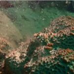 ศูนย์วิจัยทรัพยากรทางทะเลและชายฝั่งอ่าวไทยฝั่งตะวันออกร่วมก