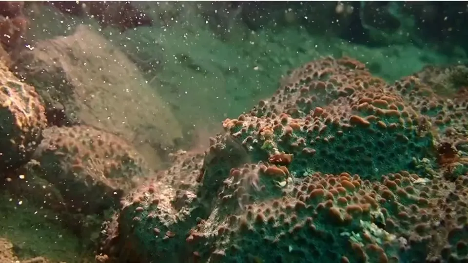 ศูนย์วิจัยทรัพยากรทางทะเลและชายฝั่งอ่าวไทยฝั่งตะวันออกร่วมก