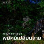 การค้นหาเสือโคร่งที-12-ในป่าสงวนสิมิลิปาล-รัฐโอฑิศา-ประเทศอิ