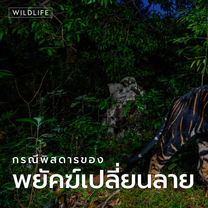 การค้นหาเสือโคร่งที-12-ในป่าสงวนสิมิลิปาล-รัฐโอฑิศา-ประเทศอิ