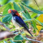 สีสันของธรรมชาติที่สมบูรณ์-นกในผืนป่า-ณ-อุทยานแห่งชาติแม่ตะ