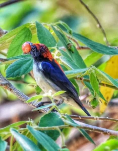 สีสันของธรรมชาติที่สมบูรณ์-นกในผืนป่า-ณ-อุทยานแห่งชาติแม่ตะ